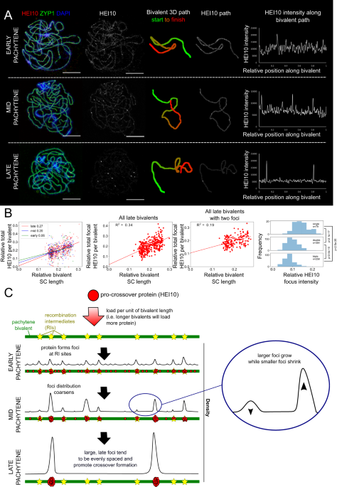 Diffusion Mediated Hei10 Coarsening Can Explain Meiotic Crossover Positioning In Arabidopsis Nature Communications