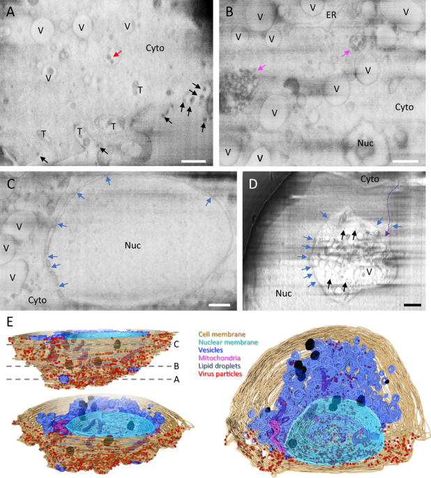 Correlative multi-scale cryo-i...