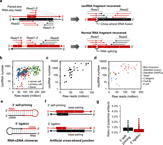 Identification Of The Cross Strand Chimeric Rnas Generated By Fusions Of Bi Directional Transcripts Nature Communications