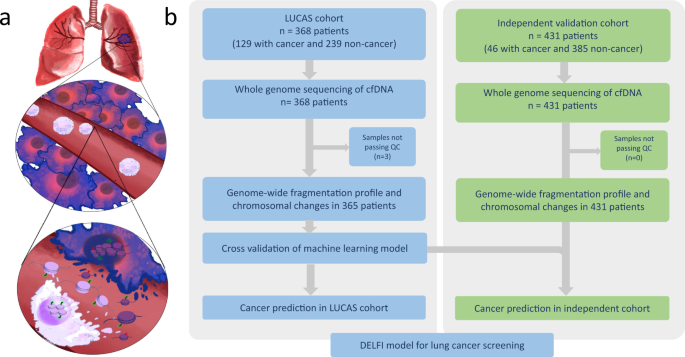 lung cancer cells diagram