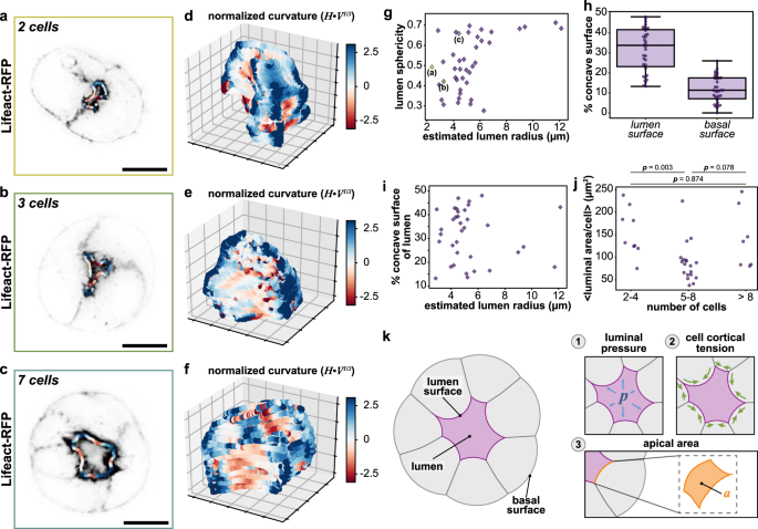 Physical Basis For The Determination Of Lumen Shape In A Simple Epithelium Nature Communications