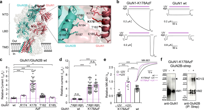 The GluN1, GluN2A, and GluN2B pre-M1 linker is intolerant to genetic