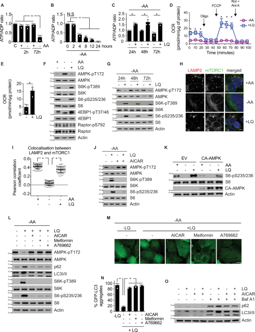 Two parallel pathways connect glutamine metabolism and mtorc1 activity to regulate glutamoptosis
