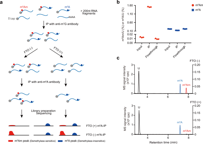 m6Am-seq reveals the dynamic m6Am methylation in the human transcriptome | Nature Communications