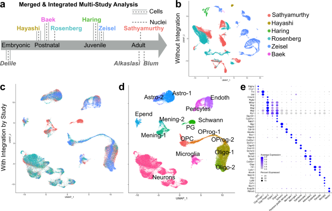 A harmonized atlas of mouse spinal cord cell types and their spatial  organization | Nature Communications