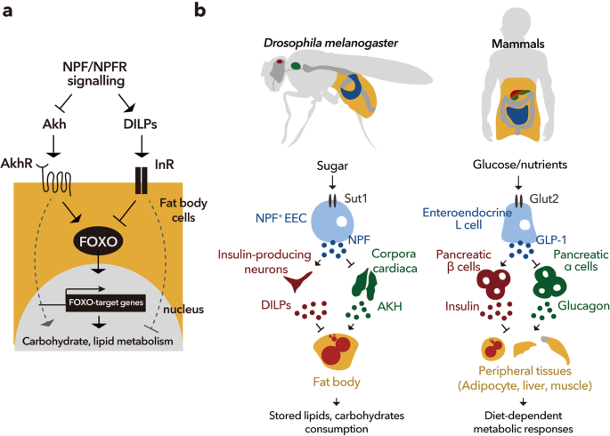 The specification and function of enteroendocrine cells in Drosophila and  mammals: a comparative review - Guo - 2022 - The FEBS Journal - Wiley  Online Library