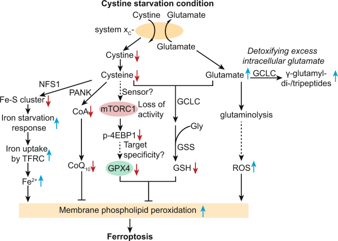 glutathione ferroptosis Multifaceted mechanisms mediating cystine starvation-induced ferroptosis