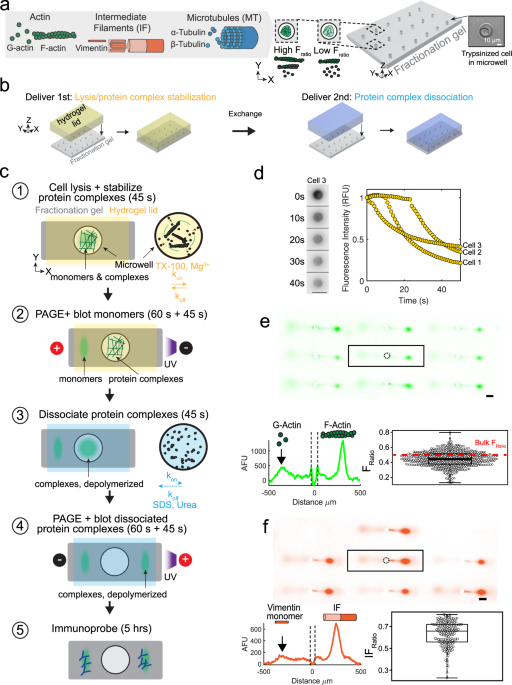 Measuring Expression Heterogeneity Of Single Cell Cytoskeletal Protein Complexes Nature Communications