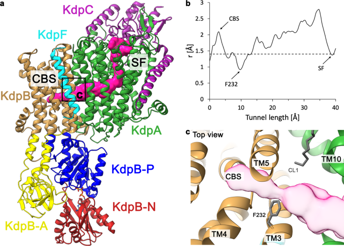Deciphering ion transport and ATPase coupling in the intersubunit 