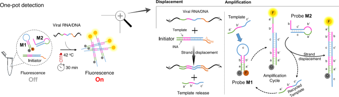 Retracted article: a non-enzymatic, isothermal strand displacement and amplification assay for rapid detection of sars-cov-2 rna