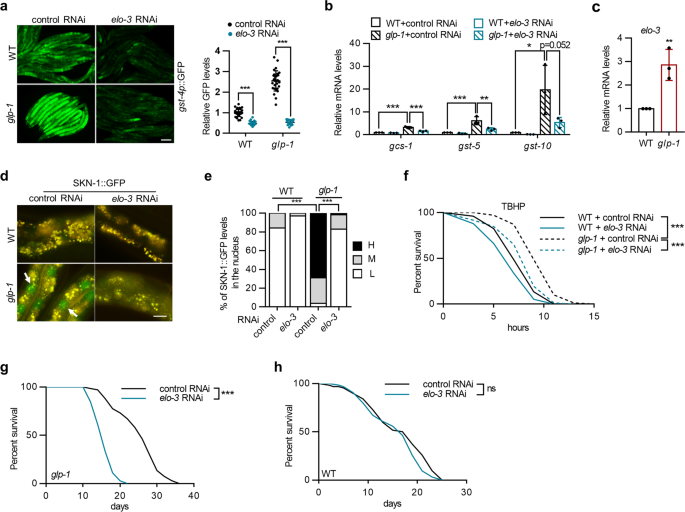 Saturated Very Long Chain Fatty Acid Configures Glycosphingolipid For Lysosome Homeostasis In Long Lived C Elegans Nature Communications