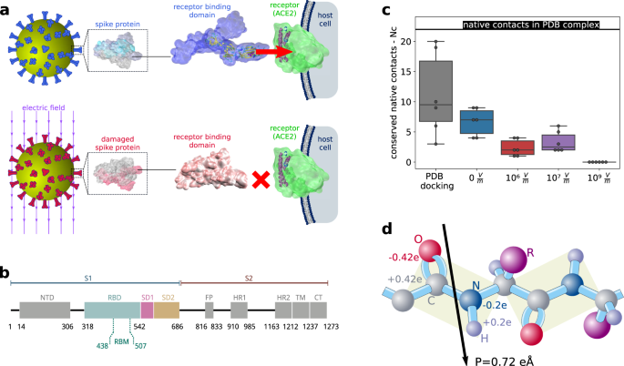 The Sars Cov 2 Spike Protein Is Vulnerable To Moderate Electric Fields Nature Communications