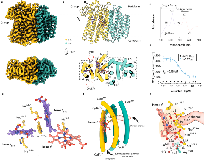 The Cryo Em Structure Of The Oxidase From M Tuberculosis Reveals A Unique Structural Framework And Enables Rational Drug Design To Combat Tb Nature Communications