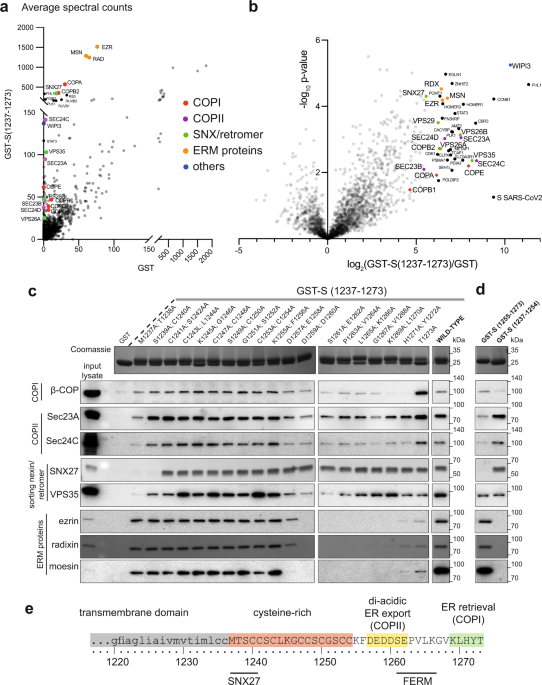glutathione spike protein A single C-terminal residue controls SARS-CoV-2 trafficking and incorporation into VLPs Sequences in the cytoplasmic tail