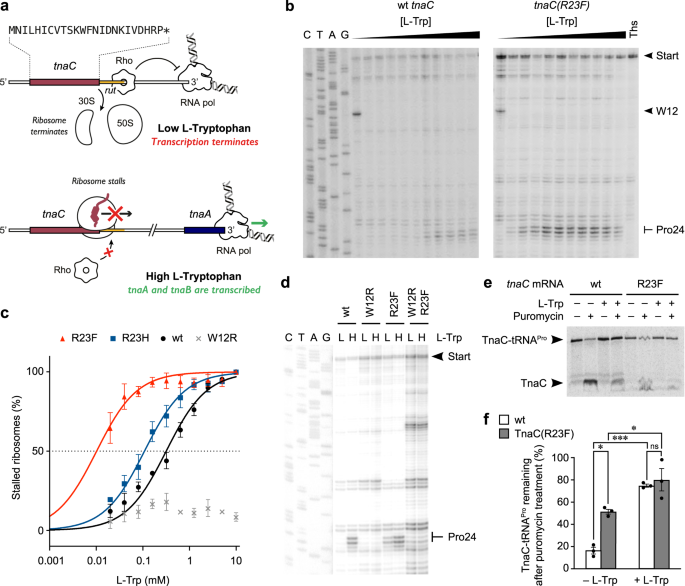 Structural Basis For The Tryptophan Sensitivity Of Tnac Mediated Ribosome Stalling Nature Communications