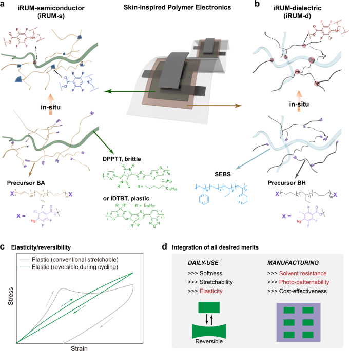 A molecular design approach towards elastic and multifunctional polymer  electronics