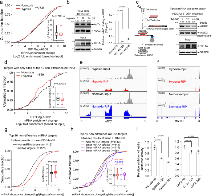 hypoxia-regulates-overall-mrna-homeostasis-by-inducing-met1-linked-linear-ubiquitination-of-ago2-in-cancer-cells-nature-communications
