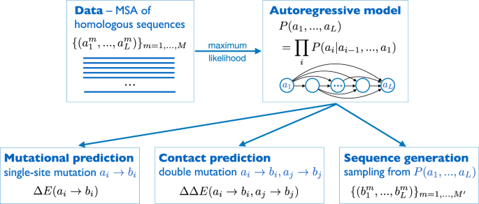 Efficient generative modeling of protein sequences using simple  autoregressive models | Nature Communications