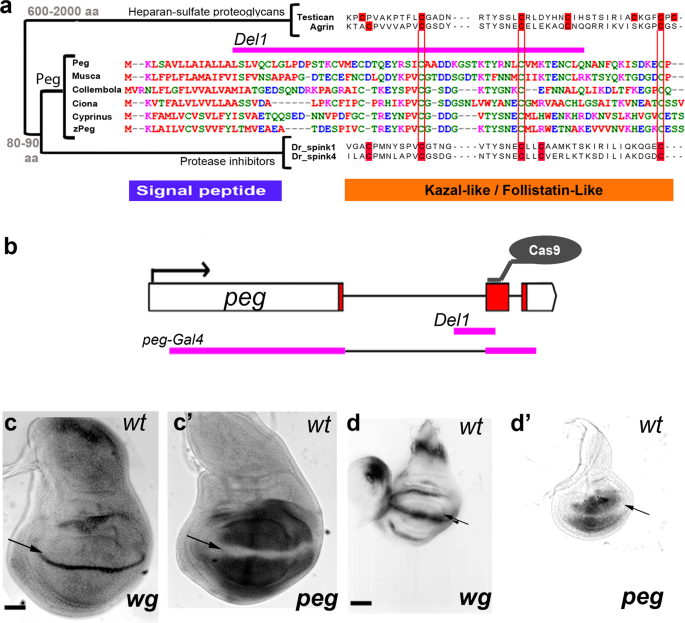 Pegasus, a small extracellular peptide enhancing short-range diffusion of wingless