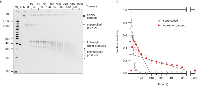 Supercoiling And Looping Promote Dna Base Accessibility And Coordination Among Distant Sites Nature Communications Supercoiling And Looping Promote Dna Base Accessibility And Coordination Among Distant Sites Nature Communications