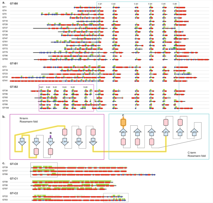 Schematic representations of the architecture of the Rossmann fold. The