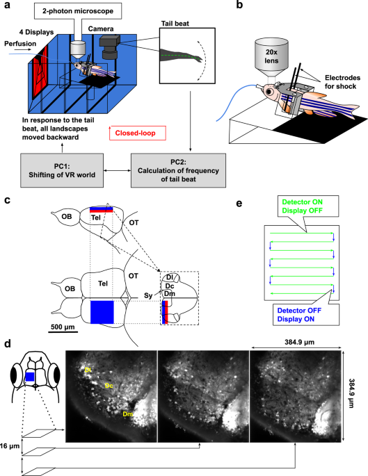 Zebrafish capable of generating future state prediction error show improved  active avoidance behavior in virtual reality