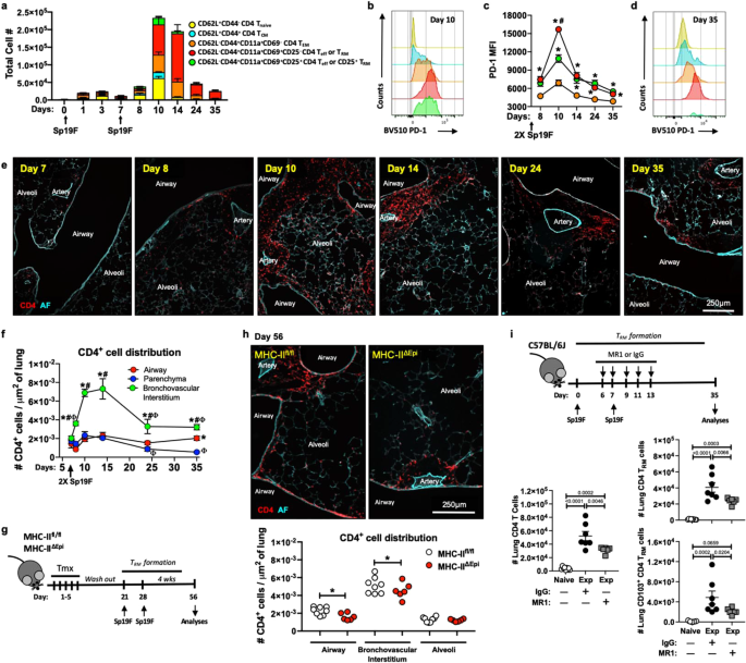 Antigen presentation by lung epithelial cells directs CD4+ TRM cell  function and regulates barrier immunity