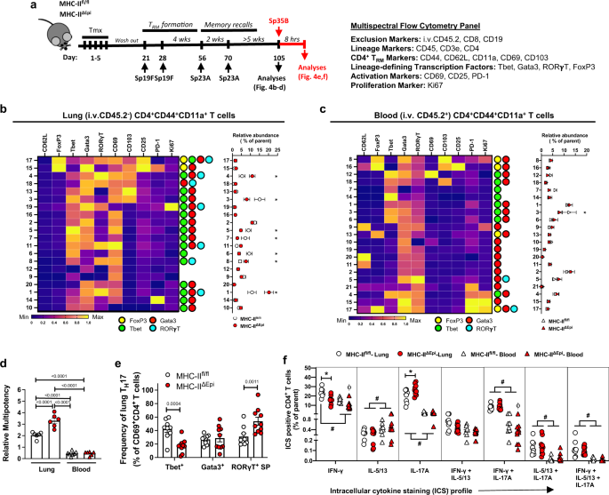 Antigen presentation by lung epithelial cells directs CD4+ TRM cell  function and regulates barrier immunity