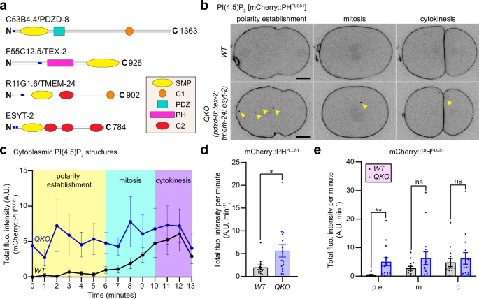 does a c elegan have a lipid bilayer PDZD-8 and TEX-2 regulate endosomal PI(4,5)P2 homeostasis via lipid  transport to promote embryogenesis in C. elegans