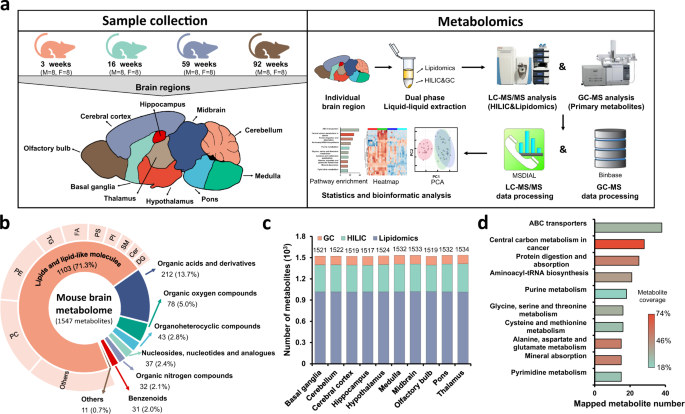 A metabolome atlas of the aging mouse brain | Nature Communications
