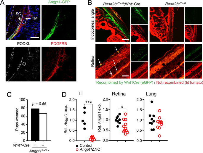Cellular crosstalk regulates the aqueous humor outflow pathway and provides new targets for glaucoma therapies
