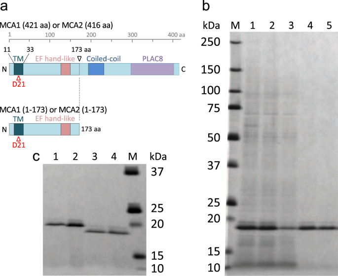 MCAs in Arabidopsis are Ca2+-permeable mechanosensitive channels 