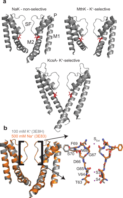 Ion-dependent structure, dynamics, and allosteric coupling in a  non-selective cation channel | Nature Communications