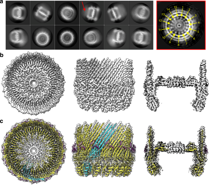 CryoEM structure of the outer membrane secretin channel pIV from the f1  filamentous bacteriophage