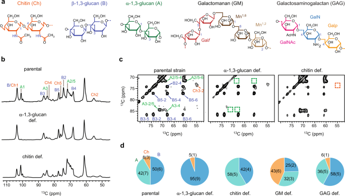 A molecular vision of fungal cell wall organization by functional genomics and solid-state NMR