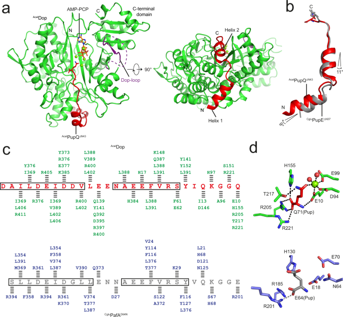 Structures Of Prokaryotic Ubiquitin Like Protein Pup In Complex With Depupylase Dop Reveal The Mechanism Of Catalytic Phosphate Formation Nature Communications