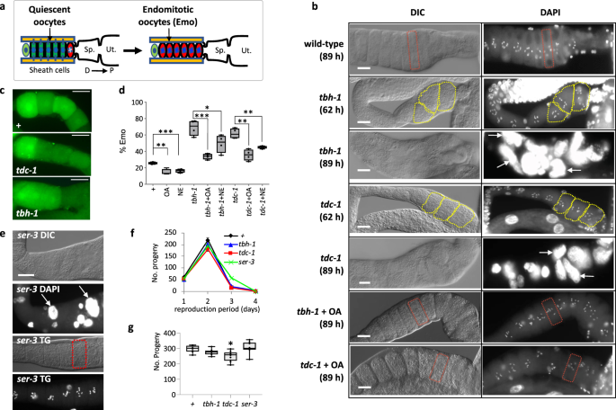 PDF) The POU Geneceh-18Promotes Gonadal Sheath Cell