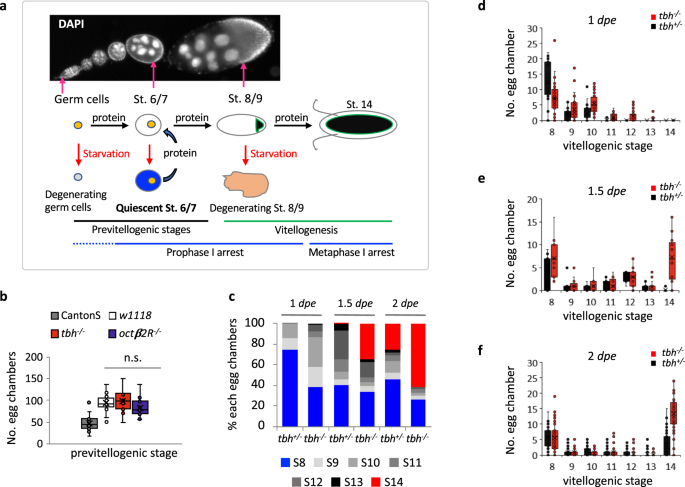 PDF) The POU Geneceh-18Promotes Gonadal Sheath Cell