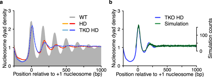 The biogenesis and function of nucleosome arrays