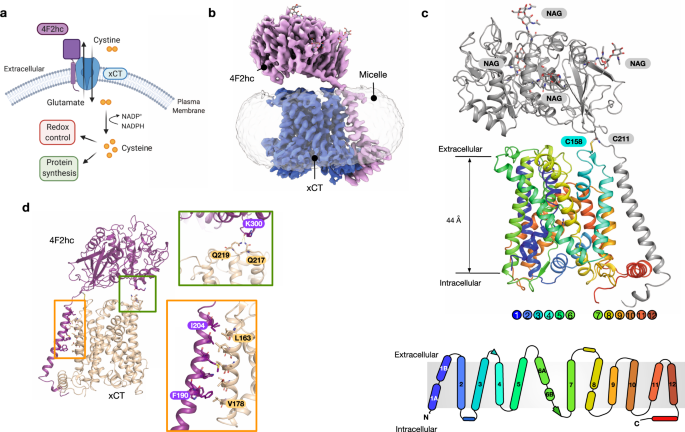 Molecular Basis For Redox Control By The Human Cystine Glutamate Antiporter System Xc Nature Communications