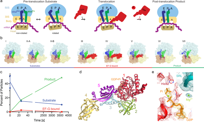 Time-resolved cryo-EM visualizes ribosomal translocation with EF-G and GTP  | Nature Communications
