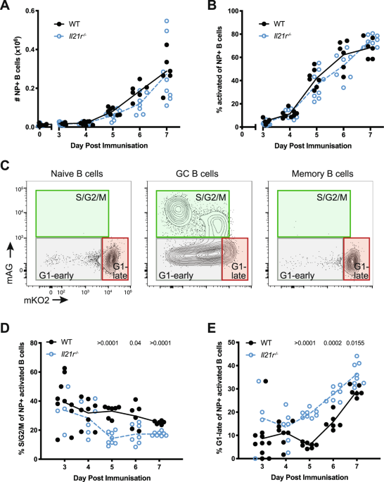 The concerted change in the distribution of cell cycle phases and zone  composition in germinal centers is regulated by IL-21 | Nature  Communications