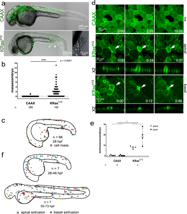 KRas-transformed epithelia cells invade and partially 