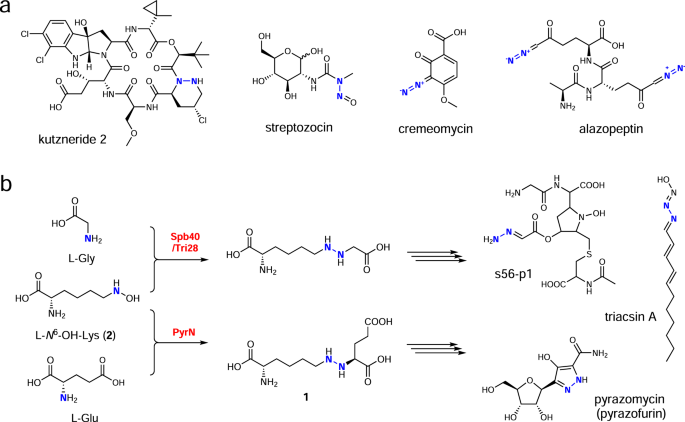 Molecular Basis Of Enzymatic Nitrogen-Nitrogen Formation By A Family Of  Zinc-Binding Cupin Enzymes | Nature Communications Molecular Basis Of Enzymatic Nitrogen-Nitrogen Formation By A Family Of  Zinc-Binding Cupin Enzymes | Nature Communications