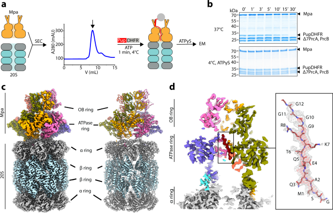 Structural Basis Of Prokaryotic Ubiquitin Like Protein Engagement And Translocation By The Mycobacterial Mpa Proteasome Complex Nature Communications