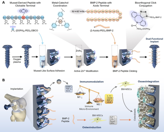 Engineering immunomodulatory and osteoinductive implant surfaces via mussel  adhesion-mediated ion coordination and molecular clicking | Nature  Communications