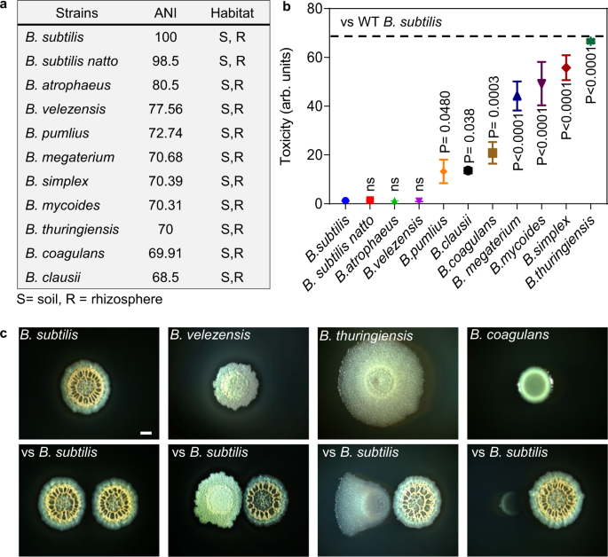 Resolving the conflict between antibiotic production and rapid ...