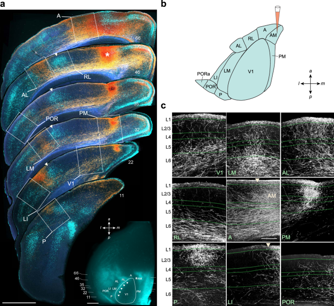 Mouse visual cortex neural circuits diagram