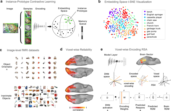 Frontiers TB-Net: A Tailored, Self-Attention Deep Convolutional