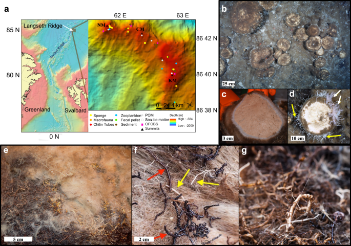 Giant sponge grounds of Central Arctic seamounts are associated with  extinct seep life | Nature Communications